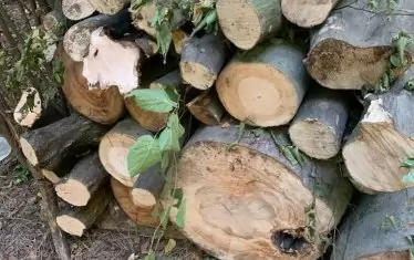 Гората над село Лозево, в посока Шуменското плато