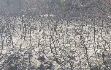 Изпепелена гора край Свиленград това лято.