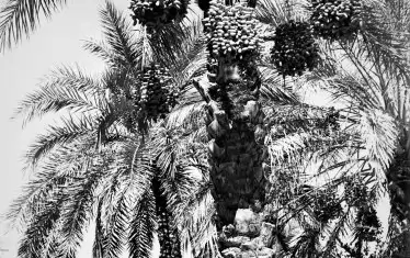  Финикова палма