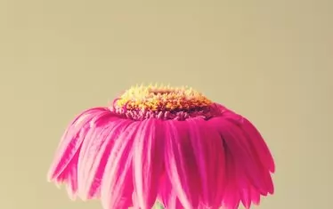 Увяхнала харизма.