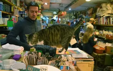  Щатен котарак в книжарницата. 