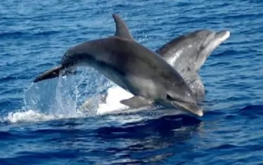 ЕК вдигна жълт картон на България заради делфините и "случайния" улов