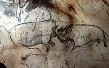 Скални рисунки на коне и носорози отпреди 30 000 години в пещерата Шове, Франция. 
