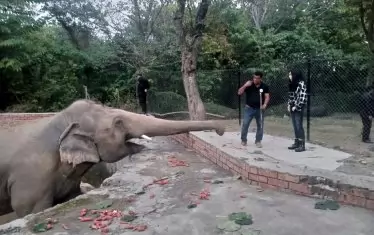 Допреди дни Каваан обитаваше зоопарк в Пакистан при много лоши условия за живот.