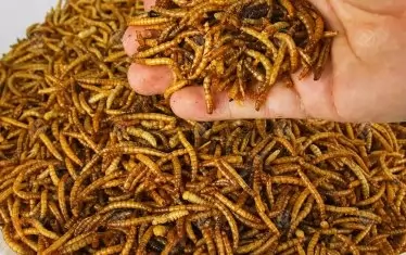 ЕС одобри брашнените червеи за човешка храна