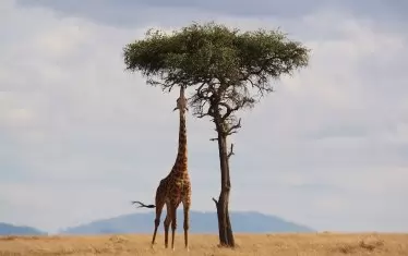 Жирафите са ярък пример за естествен отбор. Когато листата по храстите започнали да недостигат за всички тревопасни, те са започнали да издължават вратовете си с хилядолетията, за да могат да достигат до по-високите клони на дърветата.