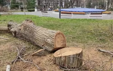 В социалните мрежи се появиха кадри и на изсечени стволове.