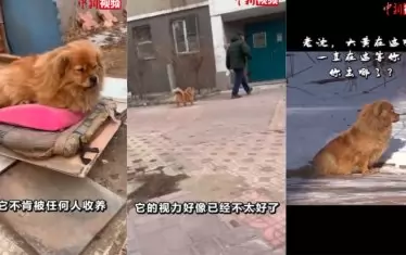 Да Хуан отказва да бъде приютен от нов стопанин.