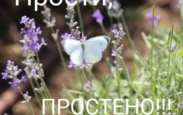На Сирни Заговезни се иска прошка