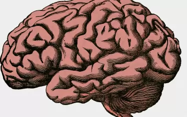 Мозъкът на Homo sapiens се е развил късно