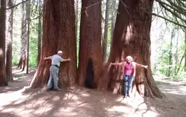  Гигантските секвои в местността Ючбунар са "едва" на 120-130 години.