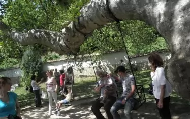 В Златолист вярата шепне сред листата на чинара 