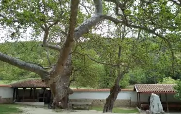 Чинарът и люлката.