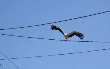  Танц върху жици.