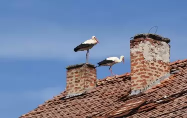 Не само електрическите стълбове, но и покривите са населени с големи бели птици.
