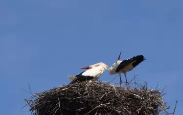 Семейно общуване.