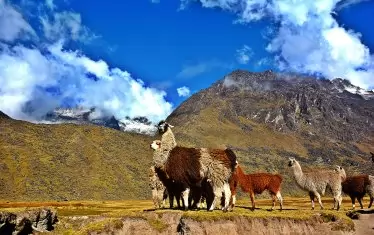  Лами посрещат туриста на връх Ямпу.