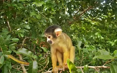  Животинско разнообразие в парка "Мадиди".