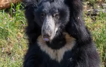 Бърнестото мече Лиам 