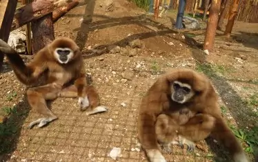  Белоръките гибони Гибе и Ява 