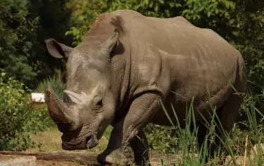  Белият носорог Чико 