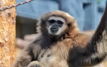  Белорък гибон 