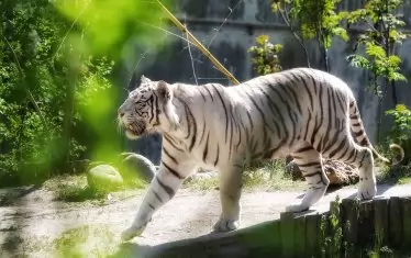  Единият от двата бели бенгалски тигъра. 