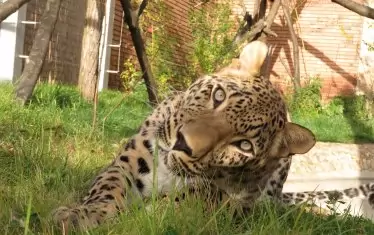  Персийски леопард. 