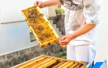 Миглена Цвяткова пред един от кошерите си.