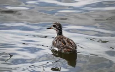 Плоскоклюният листоног не е най-атрактивната сред птиците, които Здравко и Ангел са наблюдавали и снимали, но е една от най-редките.