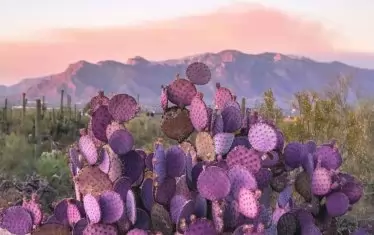  В Зоната на тишината се срещат редки лилави кактуси
