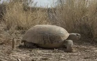 Рядката костенурка Мапими обитава загадъчната територия