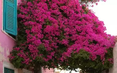 Фасадите са покрити с тапет от буйно цъфтящи бугенвилии.
