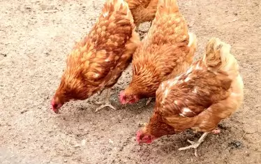 Хипотеза: Яйцето е преди кокошката