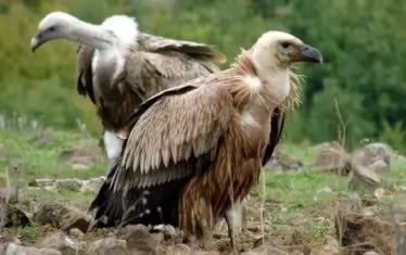 Белоглав лешояд.