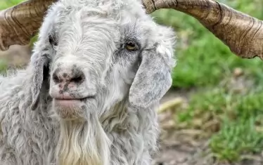 Козите със светла козина бяха изпратени да се размножават с по-тъмни женски, за да повишат добива и качеството на кашмира.