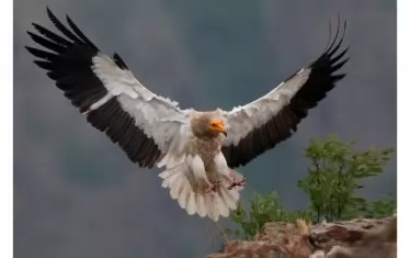  Египетският лешояд е най-дребният от трите вида, които се срещат в България.