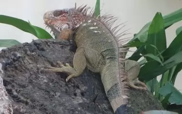 От джунглата редовно изскачат гущери, змии и др.