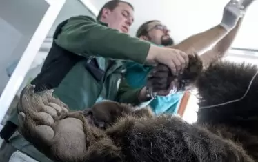  Рентген за мечоци - благодарение на медицинската грижа обитателите на парка живеят доста по-дълго от обичайното.