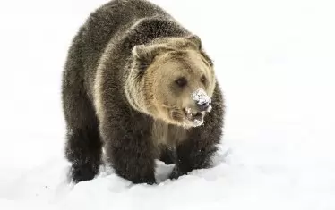  За пръв път през 2017 г. всички обитатели на парка заспаха зимен сън.