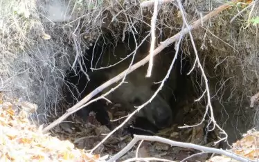  Мечките никога не разчитат само на една хралупа.