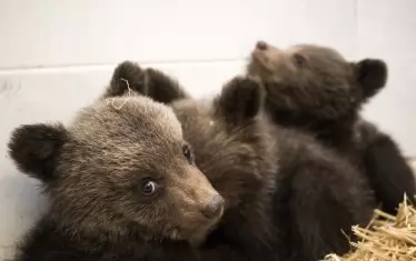 Преди три години в парка бяха приютени три мечета, намерени край пътя до родопското с. Барутин, в близост до язовир Доспат. 