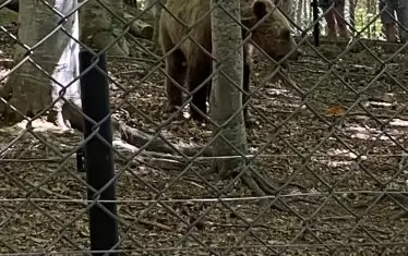  Дивите животни са свикнали с присъствието на хора в близост до леговищата си. 