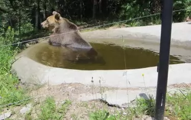  Във всеки сектор на парка са изградени басейни, в които мечките с удоволствие са разхлаждат през лятото.