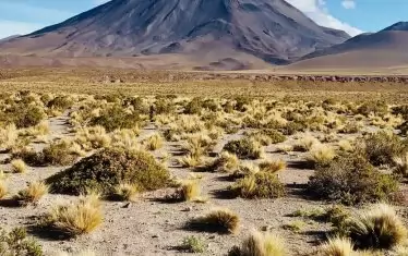 На някои места в пустинята има и зеленина.