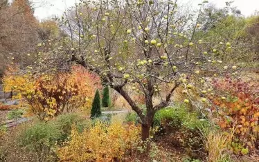  Ябълковото дръвче е дало плод.