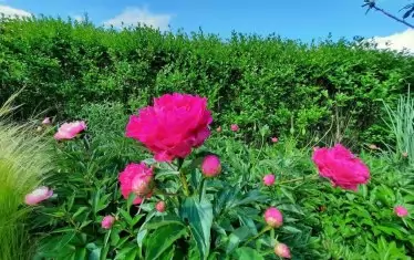 Някои от красивите растения в "Борика" могат да се видят само през лятото.