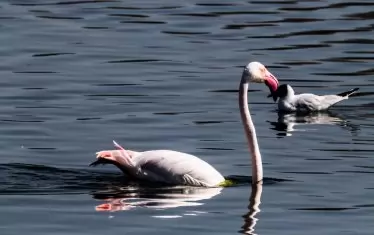 Фуенте де Пиедра – царство на фламингото в Андалусия.