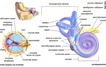 Във вътрешното ухо се намират два важни интегратора охлюва (кохлея) - за фините движения на човешката реч и вестибюла - за по –големите движения от и за тялото ни. Звукът стимулира вестибуларно-телесния усет и е проводник и интегратор на цялата нервна система. 
