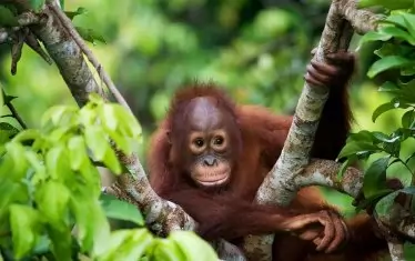  Туристите могат да видят орангутаните отблизо.